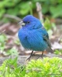 Indigo bunting, Rogers Co, OK, 5-9-19, Jpa_39057.jpg