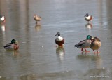 Mallard pair & Northern Shovelers, Owasso, OK, 3-5-19, Jpa_35970.jpg