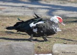 Muscovy Duck - domestic, Owasso, OK, 3-5-19, Jpa_35902.jpg