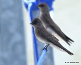 Northern Rough-winged Swallow, Sequoyah Co, OK, 4-9-19, Jpa_38070.jpg