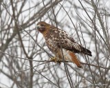 Red-tailed Hawk Western intermediate (rufous) morph, Rogers Co, OK, 3-7-19, Jpa_36423.jpg