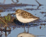 Semipalmated Sandpiper,Tulsa Co, OK, 5-16-19, Jpa_39297.jpg