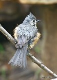 Tufted Titmouse, Rogers Co yard, OK, 5-8-19, Jpa_39023.jpg