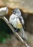 Tufted Titmouse, Rogers Co yard, OK, 5-8-19, Jpa_39028.jpg