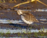 White-rumped Sandpiper,Tulsa Co, OK, 5-16-19, Jpa_39653.jpg