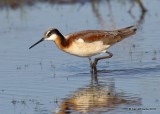 Wilsons Phalarope female, Tulsa Co, OK, 5-16-19, Jpa_39669.jpg