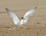 Least Tern - Interior,, Tulsa Co, OK, 7-24-19, Jpa_39916.jpg