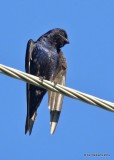 Purple Martin, Tulsa Co, OK, 7-24-19, Jpa_39854.jpg