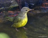 Mourning Warbler juvenile, Rogers Co yard, OK, 9-12-19, Jpa_40845.jpg