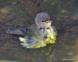 Mourning Warbler juvenile, Rogers Co yard, OK, 9-12-19, Jpa_40887.jpg