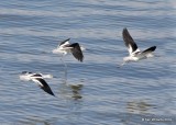 American Avocet nonbreeding plumage, Great Salt Lake, UT, 9-30-19, Jpa_06462.jpg