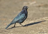 Brewers Blackbird male, Sequoia NP, CA, 9-24-19, Jpa_03285.jpg