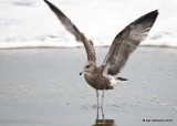 California Gull 1st cycle, Point Reyes, CA, 9-27-19, Jpa_04952.jpg