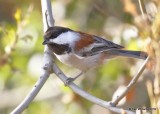 Chestnut-backed Chickadee, Elkhorn Slough, CA, 9-26-19, Jpa_04205.jpg