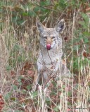 Coyote, Point Reyes, CA, 9-27-19, Jpa_04582.jpg