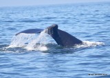 Humpback Whale, Monterey, CA, 9-26-19, Jpa_03874.jpg