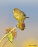 Lesser Goldfinch, Filmore, UT, 9-21-19, Jpa_02599.jpg