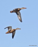 Northern Shouvler females, Great Salt Lake, UT, 9-30-19, Jpa_06338.jpg