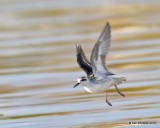 Red-necked Phalarope juvenile, Great Salt Lake, UT, 9-30-19, Jpa_06286.jpg