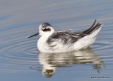 Red-necked Phalarope juvenile, Great Salt Lake, UT, 9-30-19, Jpa_06424.jpg