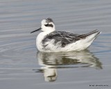 Red-necked Phalarope molting adult, Great Salt Lake, UT, 9-30-19, Jpa_06416.jpg