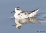 Red-necked Phalarope molting adult, Great Salt Lake, UT, 9-30-19, Jpa_06431.jpg