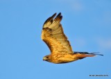 Red-tailed Hawk, Western ssp,  Filmore, UT, 9-21-19, Jpa_02554.jpg