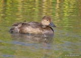 Redhead juvenile, Alamosa NWR, CO, 9-18-19, Jpa_02099.jpg