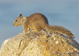 Rock Squirrel, Monterey, CA, 9-26-19, Jpa_04316.jpg