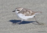 Snowy Plover nonbreeding plumage, Bodago Bay, CA, 9-28-19, Jpa_05242.jpg