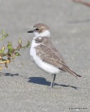 Snowy Plover nonbreeding plumage, Bodago Bay, CA, 9-28-19, Jpa_05443.jpg