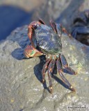 Striped Shore Crab, Pachygrapsus crassipes, Monterey, CA, 9-26-19, Jpa_03999.jpg