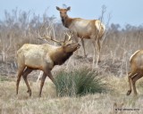 Tule Elk, Point Reyes, CA, 9-27-19, Jpa_04727.jpg