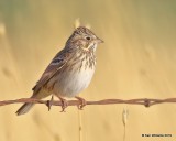 Vesper Sparrow, Filmore, UT, 9-21-19, Jpa_02513.jpg