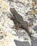 Western Fence Lizard, Lake Tahoe, NV, 9-22-19, Jpa_02982.jpg