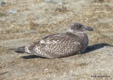 Western Gull juvenile, Bodago Bay, CA, 9-28-19, Jpa_05106.jpg