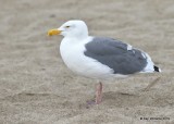 Western Gull nonbreeding, Point Reyes, CA, 9-27-19, Jpa_04618.jpg