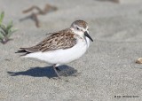 Western Sandpiper juvenile, Bodago Bay, CA, 9-28-19, Jpa_05384.jpg