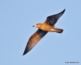 Herring Gull juvenile, Wagoner Co, OK, 10-4-19, Jpa_41489.jpg