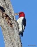 Red-headed Woodpecker, Tulsa Co, OK, 10-21-19, Jpa_42146.jpg
