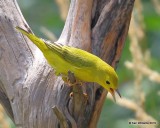 Yellow Warbler, Rogers Co yard, OK, 8-18-19, Jpa_40586.jpg