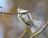 Golden-crowned Kinglet, Nowata Co, OK, 11-18-19, Jpa_43254.jpg