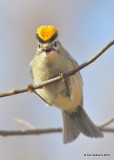 Golden-crowned Kinglet, Nowata Co, OK, 11-18-19, Jpa_43288.jpg