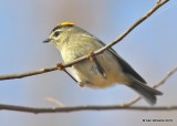 Golden-crowned Kinglet, Nowata Co, OK, 11-18-19, Jpa_43289.jpg