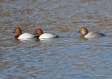 Canvasback 2 males & female, Tulsa Co, OK, 11-14-19, Jpa_42570.jpg