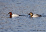 Canvasback pair Tulsa Co, OK, 11-14-19, Jpa_42566.jpg