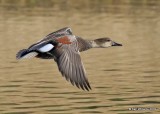 Gadwall male, Tulsa Co, OK, 11-15-19, Jpa_43104.jpg