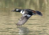 Hooded Merganser male, Tulsa Co, OK, 11-14-19, Jpa_42804.jpg