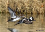 Hooded Merganser pair, Tulsa Co, OK, 11-15-19, Jpa_43108.jpg