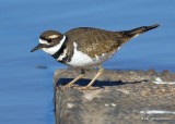 Killdeer, Lake Hefner, Oklahoma Co, OK, 11-15-19, Jpa_43021.jpg